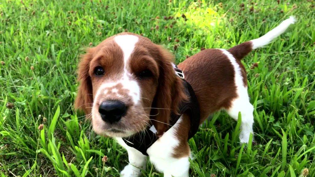 Puppy Springer Spaniel