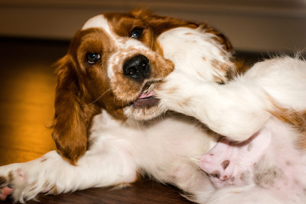 Puppy Welsh Springer Spaniel